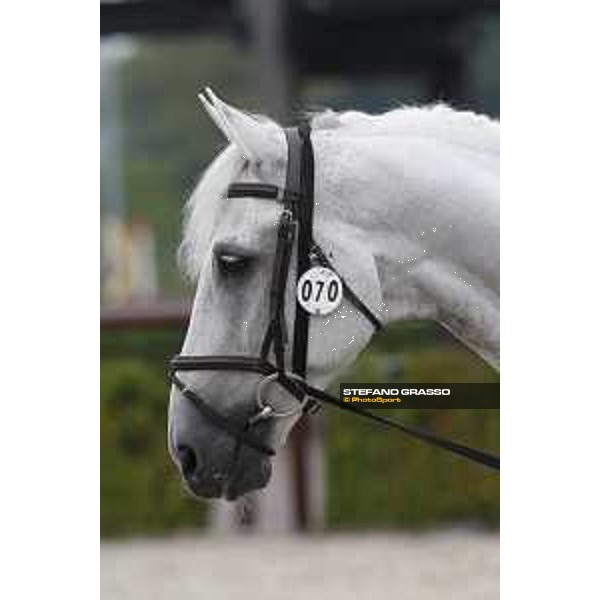 LGCT of Valkenswaard - Vet check - Carlo 273 - Valkenswaard, Stal Tops, 9 August 2018 - ph.Stefano Grasso/LGCT