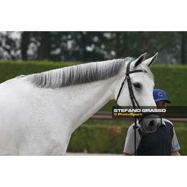LGCT of Valkenswaard - Vet check - - Valkenswaard, Stal Tops, 9 August 2018 - ph.Stefano Grasso/LGCT