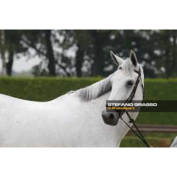 LGCT of Valkenswaard - Vet check - - Valkenswaard, Stal Tops, 9 August 2018 - ph.Stefano Grasso/LGCT