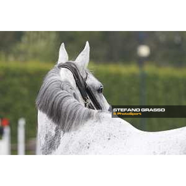 LGCT of Valkenswaard - Vet check - - Valkenswaard, Stal Tops, 9 August 2018 - ph.Stefano Grasso/LGCT