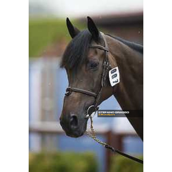 LGCT of Valkenswaard - Vet check - Admara - Valkenswaard, Stal Tops, 9 August 2018 - ph.Stefano Grasso/LGCT
