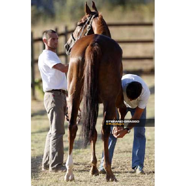 the veterinary visit for a horse of Palio di Siena loc. Il Ceppo, Siena, 8th august 2008 ph. Stefano Grasso