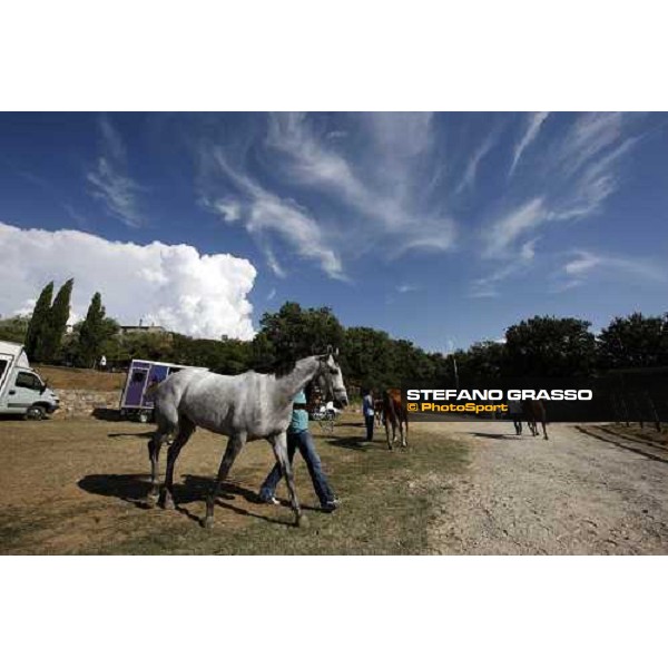 the horses of the Palio di Siena preparing for the veterinary visit loc. Il Ceppo, Siena, 8th august 2008 ph. Stefano Grasso