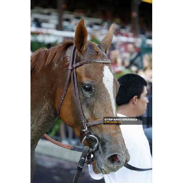close up for Ginger Punch winner of the 61st running of the Personal Ensign Saratoga (NY), 22nd august 2008 ph. Stefano Grasso