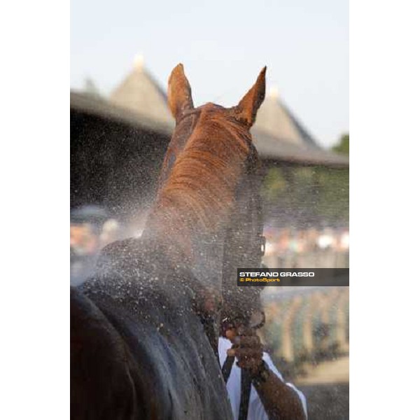a shower for Ginger Punch winner of the 61st running of the Personal Ensign Saratoga (NY), 22nd august 2008 ph. Stefano Grasso