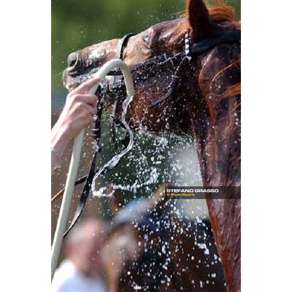shower for Memsie de Gravelle at La Baie racetrack 8th june 2004 ph. Stefano Grasso 