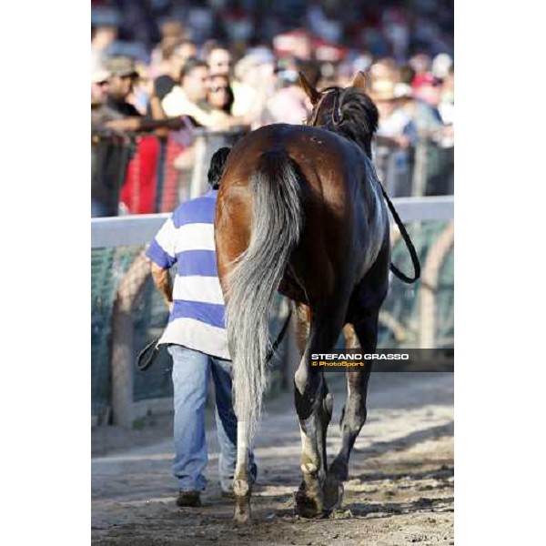 Colonel John comes back to the stable after winning the 139th running of the Travers presented by Shadwell Farm Saratoga, 23rd august 2008 ph. Stefano Grasso