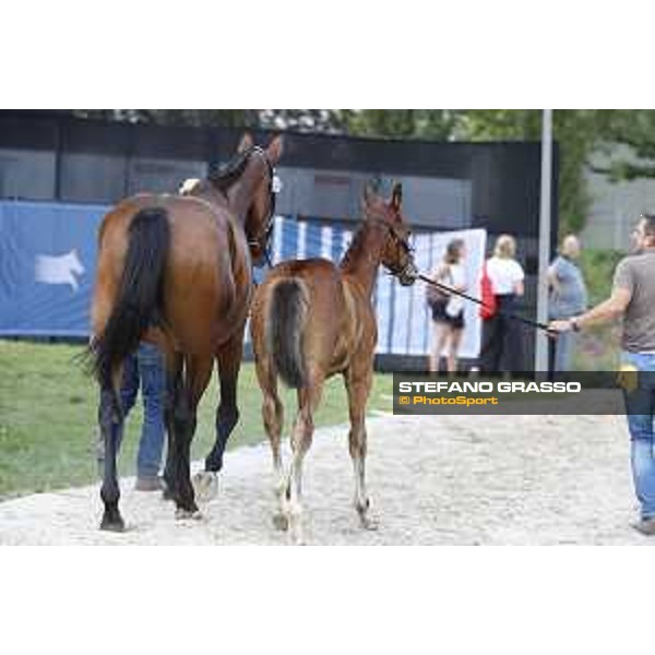 LGCT of Berlin - Foal Presentation - Berlin, Sommergarten, 27 July 2018 - ph.Stefano Grasso/LGCT