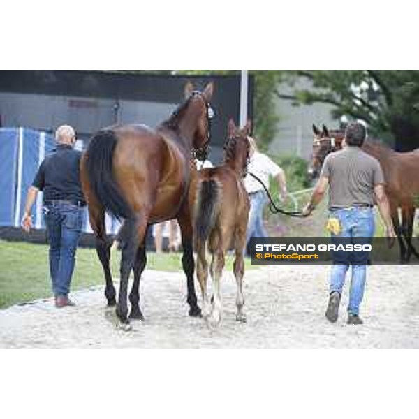 LGCT of Berlin - Foal Presentation - Berlin, Sommergarten, 27 July 2018 - ph.Stefano Grasso/LGCT