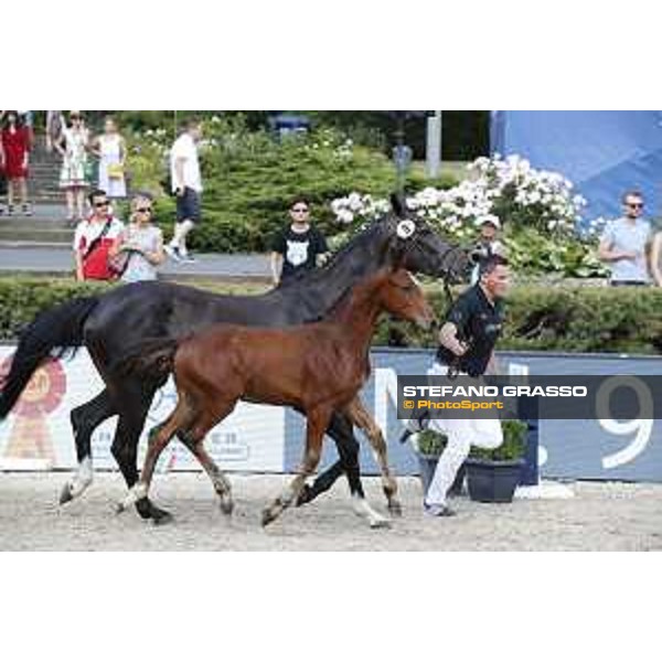 LGCT of Berlin - Foal Presentation - Berlin, Sommergarten, 27 July 2018 - ph.Stefano Grasso/LGCT