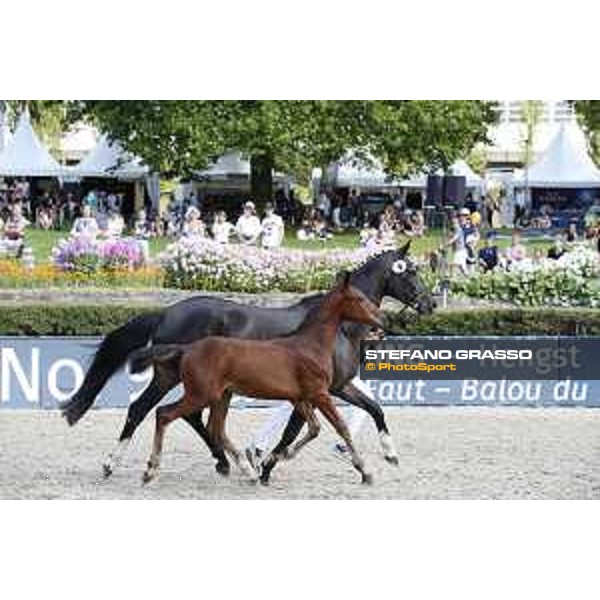 LGCT of Berlin - Foal Presentation - Berlin, Sommergarten, 27 July 2018 - ph.Stefano Grasso/LGCT