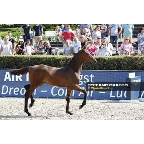 LGCT of Berlin - Foal Presentation - Berlin, Sommergarten, 27 July 2018 - ph.Stefano Grasso/LGCT