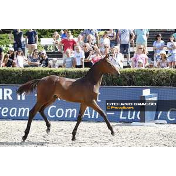 LGCT of Berlin - Foal Presentation - Berlin, Sommergarten, 27 July 2018 - ph.Stefano Grasso/LGCT