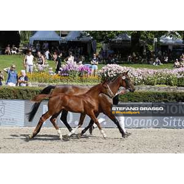 LGCT of Berlin - Foal Presentation - Berlin, Sommergarten, 27 July 2018 - ph.Stefano Grasso/LGCT