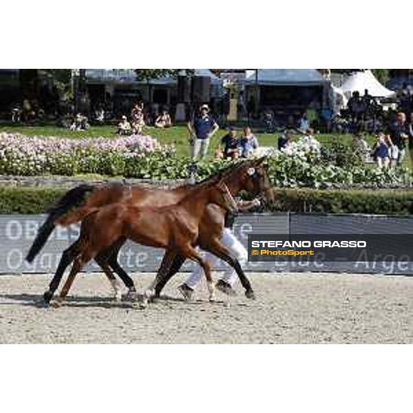 LGCT of Berlin - Foal Presentation - Berlin, Sommergarten, 27 July 2018 - ph.Stefano Grasso/LGCT