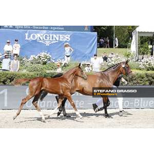 LGCT of Berlin - Foal Presentation - Berlin, Sommergarten, 27 July 2018 - ph.Stefano Grasso/LGCT