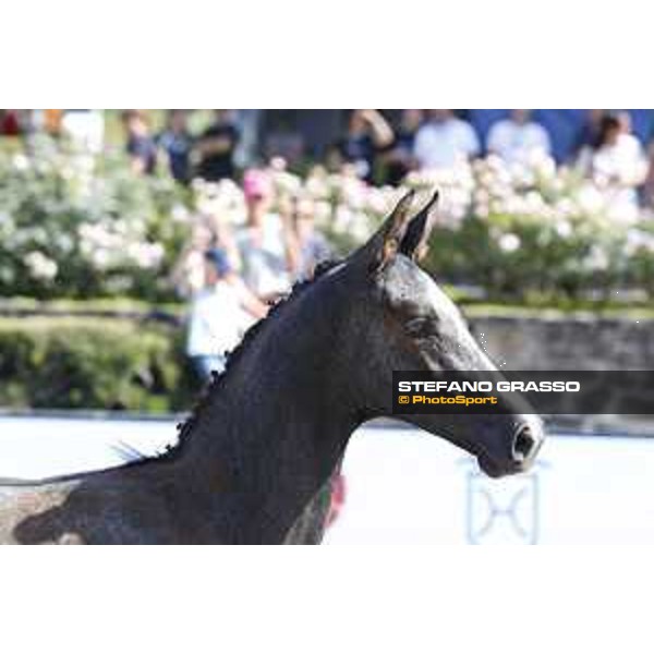 LGCT of Berlin - Foal Presentation - Berlin, Sommergarten, 27 July 2018 - ph.Stefano Grasso/LGCT