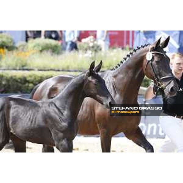 LGCT of Berlin - Foal Presentation - Berlin, Sommergarten, 28 July 2018 - ph.Stefano Grasso/LGCT