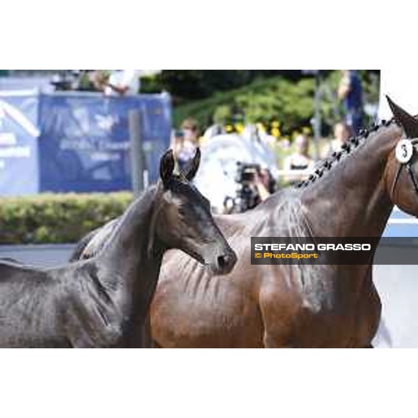 LGCT of Berlin - Foal Presentation - Berlin, Sommergarten, 28 July 2018 - ph.Stefano Grasso/LGCT