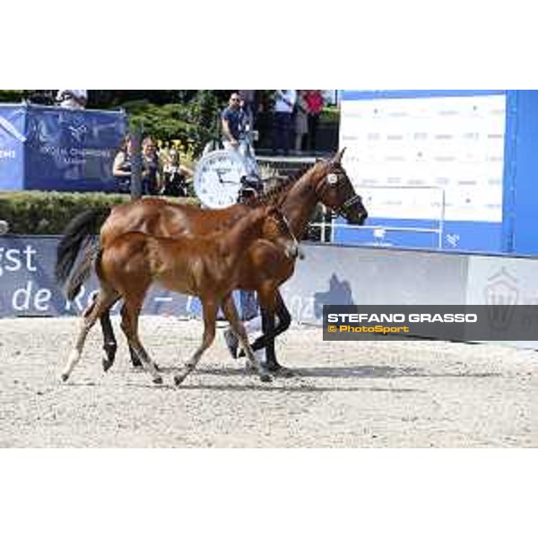 LGCT of Berlin - Foal Presentation - Berlin, Sommergarten, 28 July 2018 - ph.Stefano Grasso/LGCT