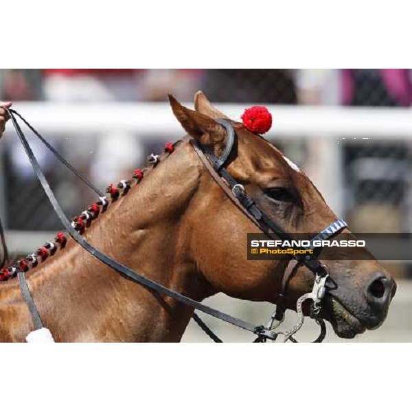 a close up for a pony Saratoga, 23rd august 2008 ph. Stefano Grasso