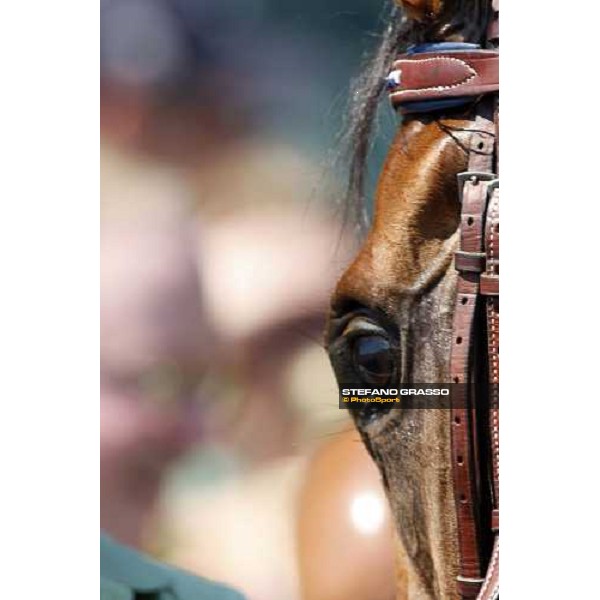 close up for the winner at Saratoga racetrack Saratoga, 22nd august 2008 ph. Stefano Grasso