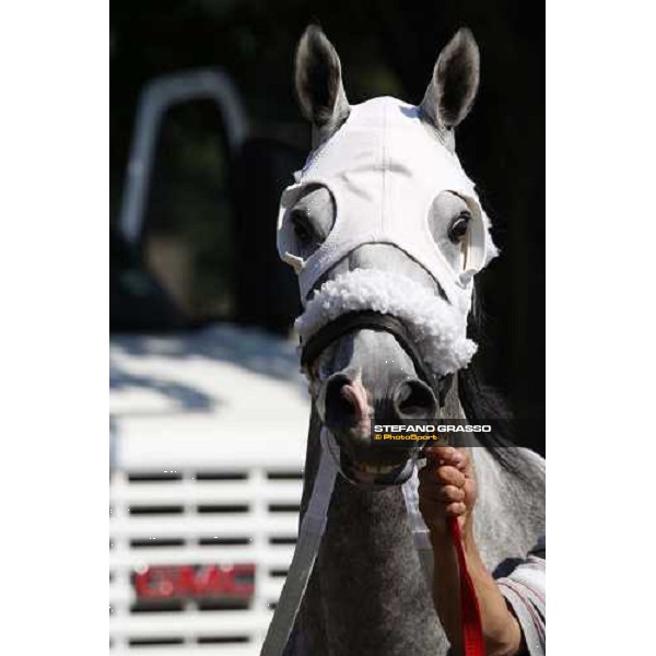going to the paddock at Saratoga racetrack Saratoga, 22nd august 2008 ph. Stefano Grasso