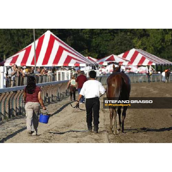 coming back to the stable Saratoga, 22nd august 2008 ph. Stefano Grasso