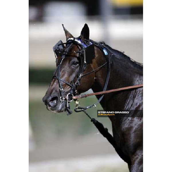 close up for Ghiaccio del Nord before the start of the 2nd heat of the Campionato Europeo 2008 Cesena, 6th september 2008 ph. Stefano Grasso