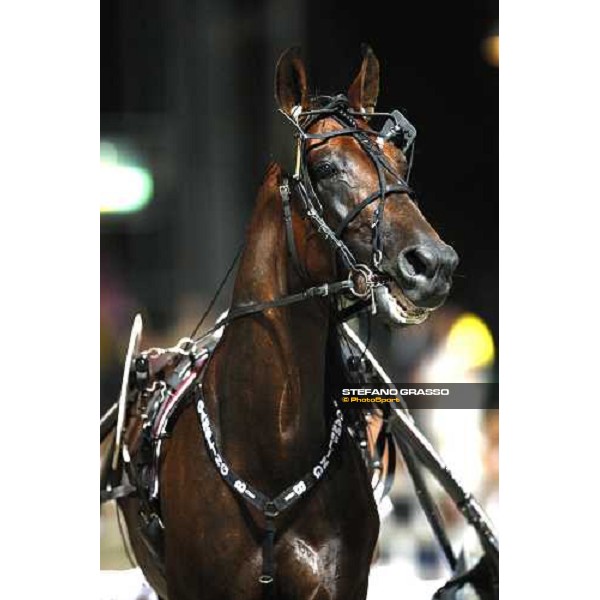 close up for Gambling Bi before the start of the 2nd heat of the Campionato Europeo 2008 Cesena, 6th september 2008 ph. Stefano Grasso
