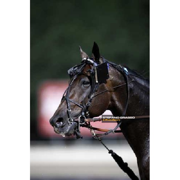 close up for Ghiaccio del Nord before the start of the 2nd heat of the Campionato Europeo 2008 Cesena, 6th september 2008 ph. Stefano Grasso