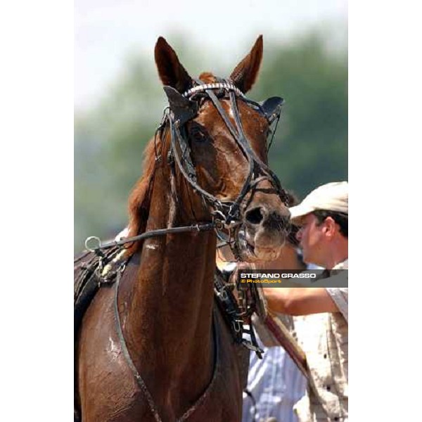 close up for General du Lupin Grand National du Trot- Hippodrome de Bellevue-La-Foret Laval 9th june 2004 ph.Stefano Grasso