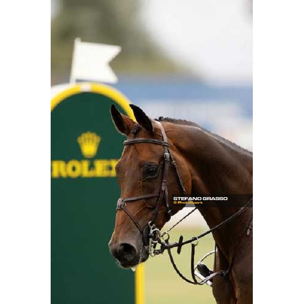 close up for Shutterfly winner of the italian Global Champions Tour leg Arezzo, 13th sept. 2008 ph. Stefano Grasso
