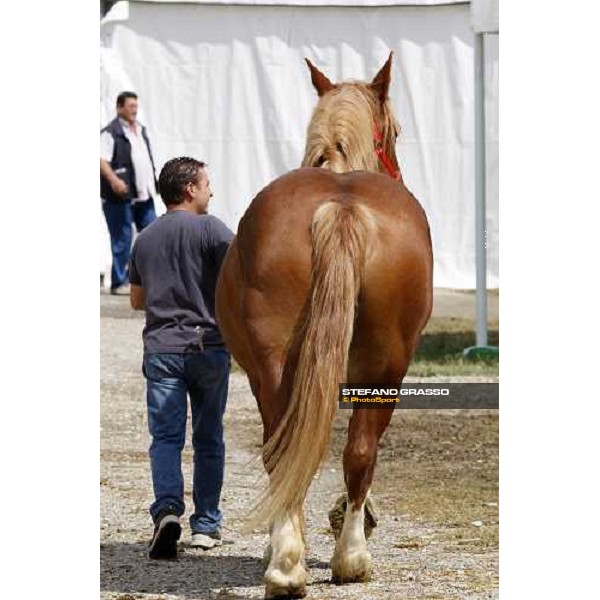 42.a Mostra Nazionale del Cavallo di Cittˆ di Castello Cittˆ di Castello, 14th sept. 2008 ph. Stefano Grasso