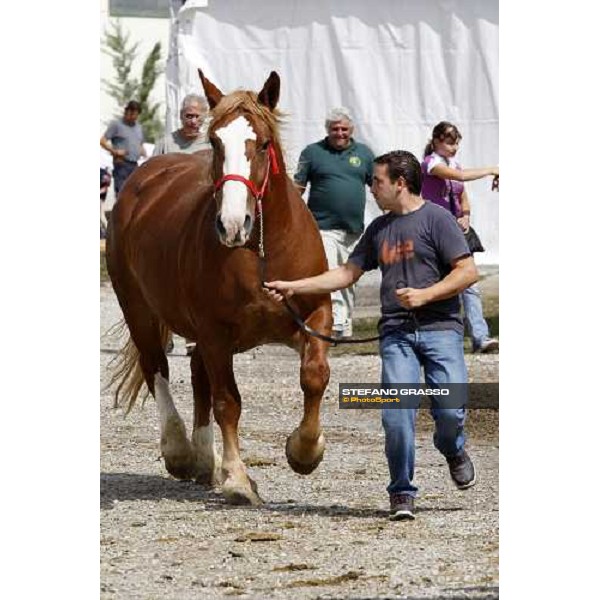 42.a Mostra Nazionale del Cavallo di Cittˆ di Castello Cittˆ di Castello, 14th sept. 2008 ph. Stefano Grasso