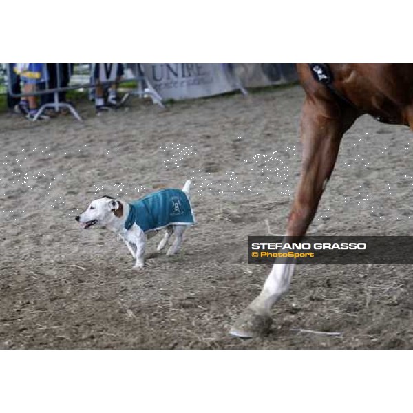 42.a Mostra Nazionale del Cavallo Cittˆ di Castello Cittˆ di Castello, 14th sept. 2008 ph. Stefano Grasso