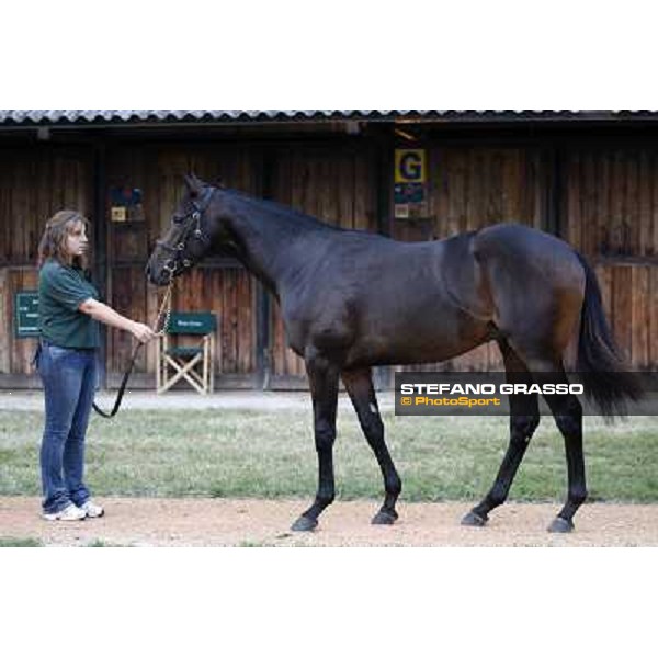 the top price Roelandt Chris bought by Darley at Euro 280.000 Settimo Milanese (MI), 19th sept. 2008 ph. Stefano Grasso