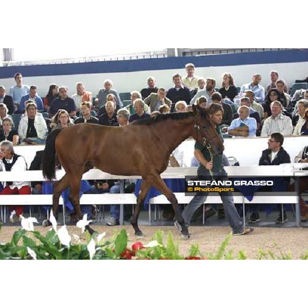 Lot 12 N. Dubawi and Windy Britain bought at 130.000 euro by All. La Nuova Sbarra Settimo Milanese, 19th sept. 2008 ph. Stefano Grasso