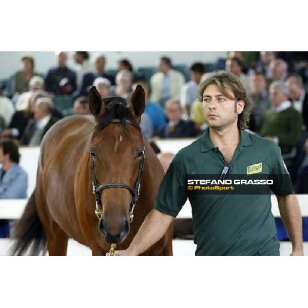 Lot 12 N. Dubawi and Windy Britain bought at 130.000 euro by All. La Nuova Sbarra Settimo Milanese, 19th sept. 2008 ph. Stefano Grasso