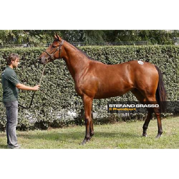 Lot 12 N. Dubawi and Windy Britain bought at 130.000 euro by All. La Nuova Sbarra Settimo Milanese, 19th sept. 2008 ph. Stefano Grasso