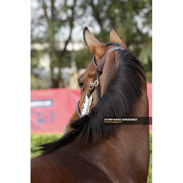 Lot 28 N. Invincible Spirit and Carya bought at 120.000 euro by Bobby O\' Ryan Settimo Milanese, 19th sept. 2008 ph. Stefano Grasso