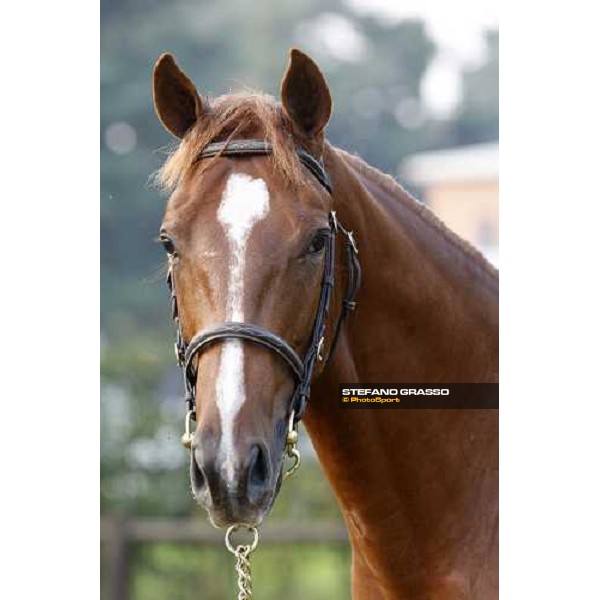 Lot 92 Plushenko ms Galileo and Perg bought at 185.000 euro by Anthony Stroud Settimo Milanese, 19th sept. 2008 ph. Stefano Grasso