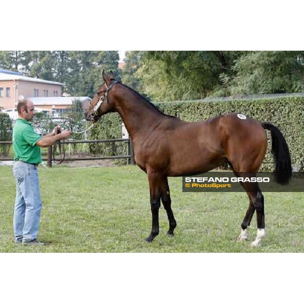 Lot 95 Pongo mb Zamindar and Pursuit of Charge bought at 100.000 Euro by All. La Nuova Sbarra Settimo Milanese, 19th sept. 2008 ph. Stefano Grasso