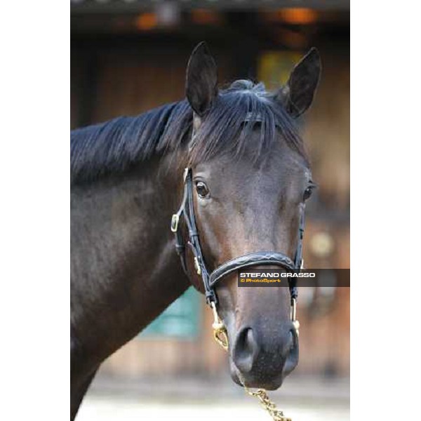 Lot 98 Roelandt Chris mb Shamardal and Rentless bought at 280.000 euro by Darley Settimo Milanese, 19th sept. 2008 ph. Stefano Grasso