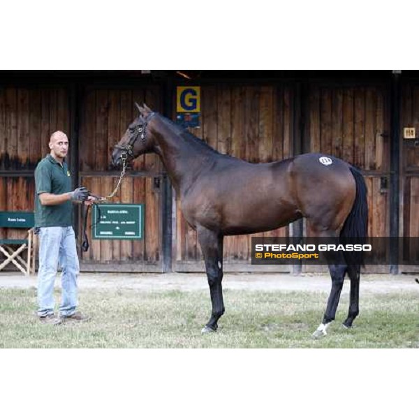 Lot 114 Cadel mb Anabaa and Sopran Dandy bought at 90.000 euro by Incolinx Settimo Milanese, 19th sept. 2008 ph. Stefano Grasso