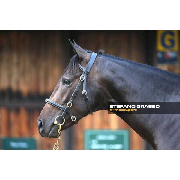 Lot 98 Roelandt Chris mb Shamardal and Rentless bought at 280.000 euro by Darley Settimo Milanese, 19th sept. 2008 ph. Stefano Grasso