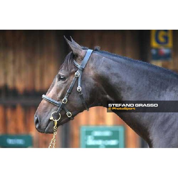 Lot 98 Roelandt Chris mb Shamardal and Rentless bought at 280.000 euro by Darley Settimo Milanese, 19th sept. 2008 ph. Stefano Grasso