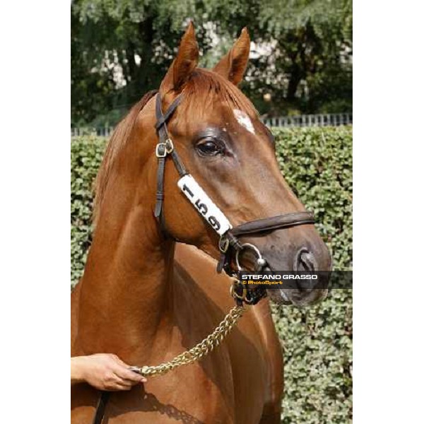 Bodiroga sold at Euro 45.000 and consigned by Az.Agr. Rosati Colarieti Antonio Settimo Milanese, 20th sept. 2008 ph. Stefano Grasso