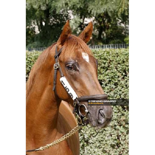 Bodiroga sold at Euro 45.000 and consigned by Az.Agr. Rosati Colarieti Antonio Settimo Milanese, 20th sept. 2008 ph. Stefano Grasso