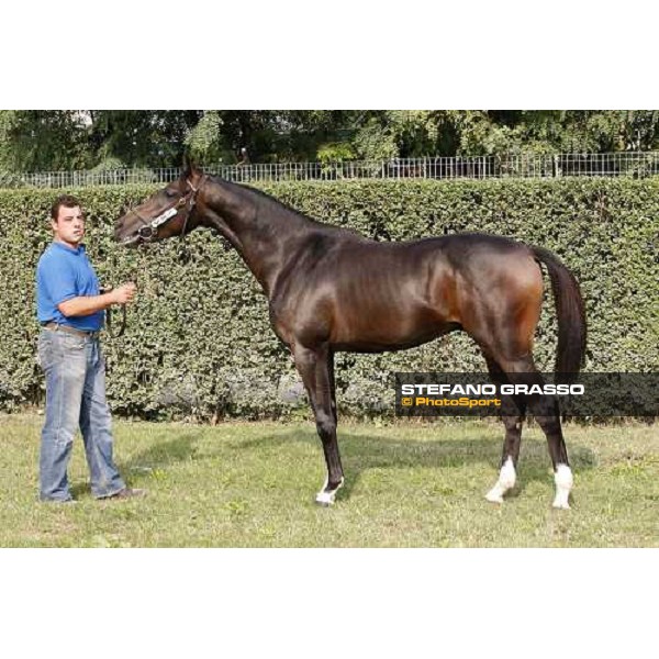 N. Xaar and Ginger Tree sold at Euro 50.000 and consigned by All. Casotto Settimo Milanese, 20th sept. 2008 ph. Stefano Grasso